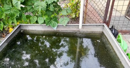 50 tys. złotych na zbieranie deszczówki. To trzeba zrobić