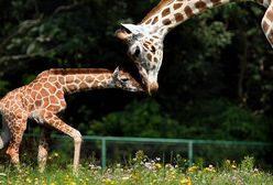 Maleństwo z poznańskiego zoo