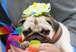 Z ogrodem na głowie