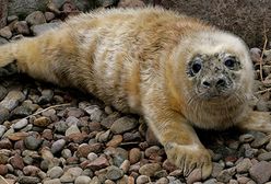 Jak minął tydzień w Polsce