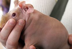 Jak minął tydzień w Polsce