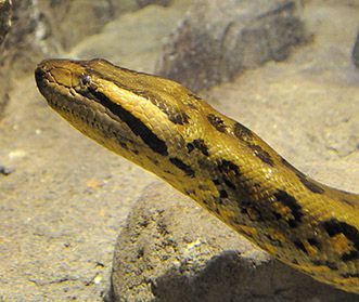 Anakonda się przeprowadza