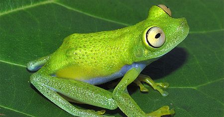 Kolorowe skarby Amazonii