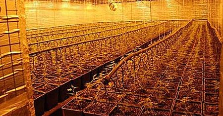 CBŚ zlikwidowało plantację konopi