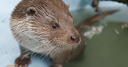 Wydra Maciuś