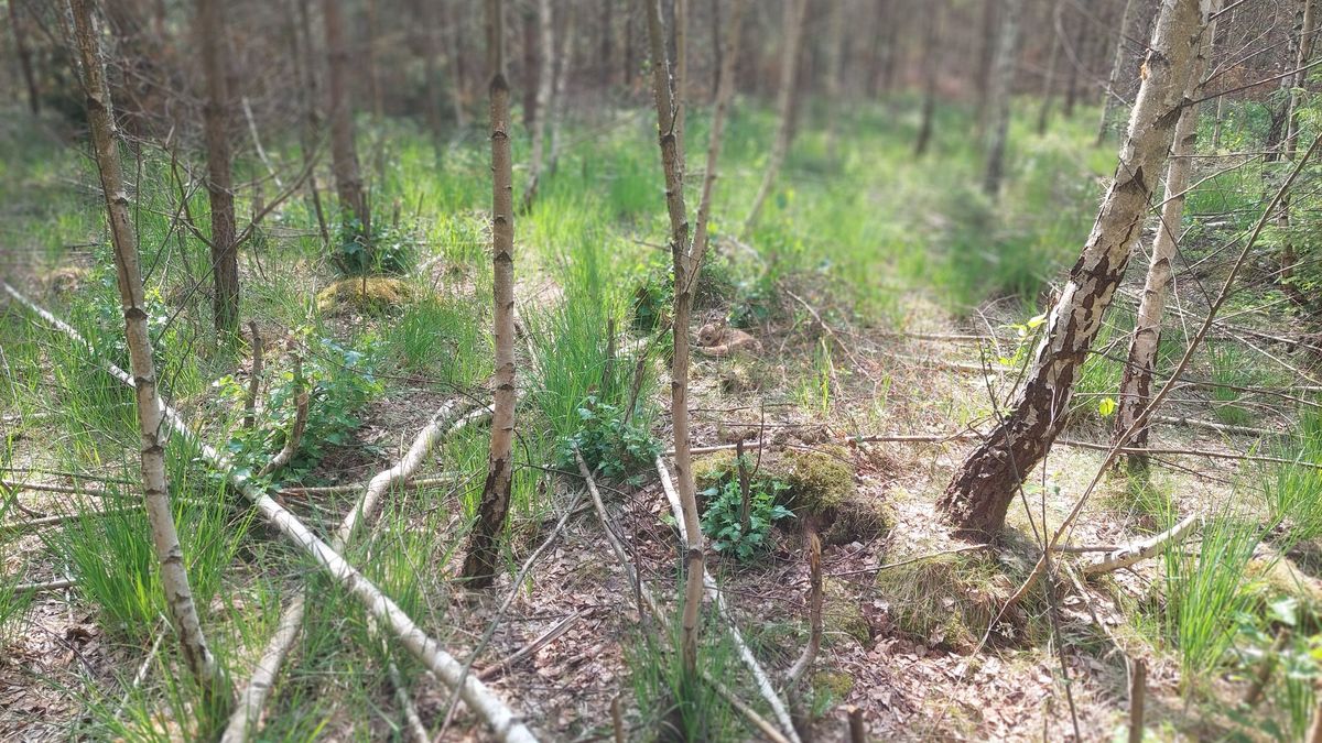 Gdzie ukryła się sarenka?