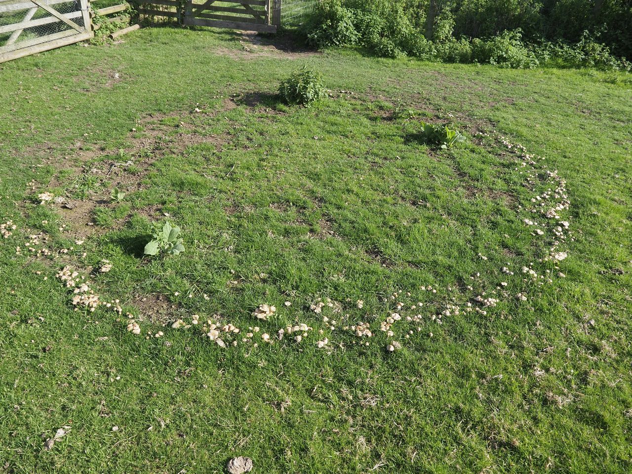 Jak zapobiec "czarcim kręgom" na trawniku?