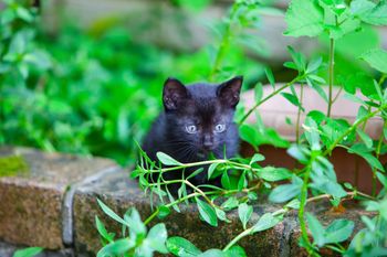 Zorro uratowany. Akcja ratunkowa na autostradzie we Włoszech