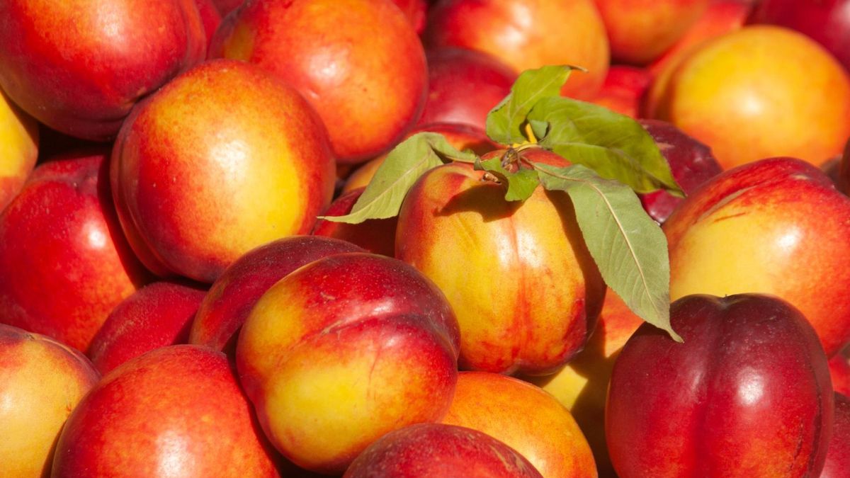 Nektarynki bogate są w błonnik pokarmowy, który wspomaga przemianę materii, przyczyniając się tym samym do odchudzania.