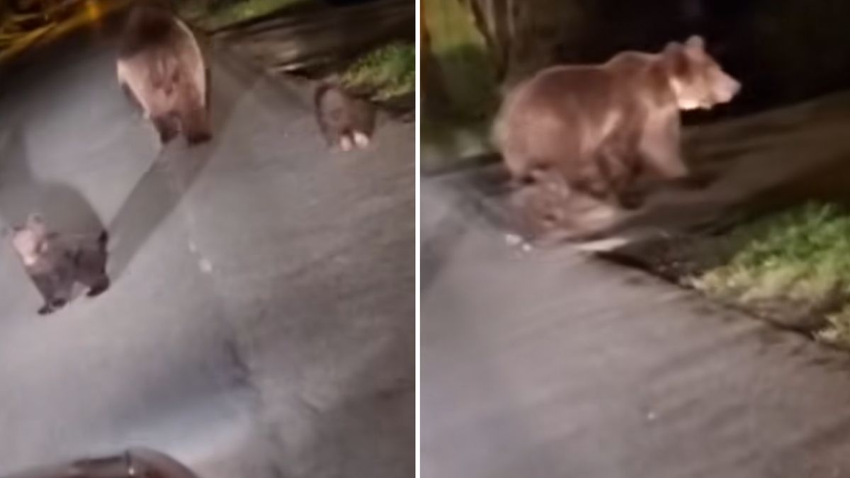 Nagrał niedźwiedzicę z młodymi. Film szybko zyskał popularność  