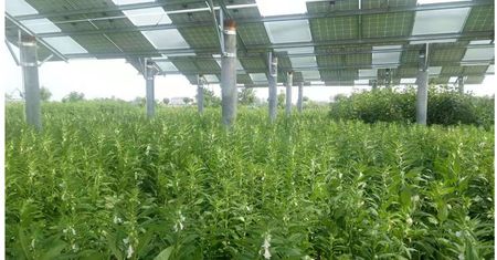 Agrofotowoltaika zwiększa zysk 5 razy. Oto rolnictwo przyszłości