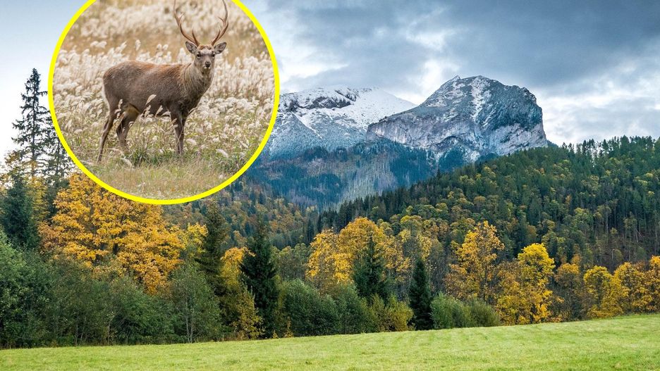 Tatry jeleń