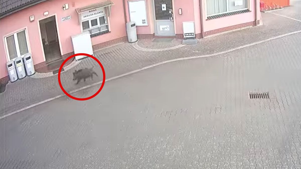 Dzik wparował na stację