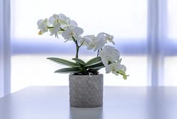 Dzień Kobiet 2021. Storczyki dla pań. Pół tysiąca kwiatów czeka na właścicielki