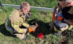 Na ratunek sarence. Zwierzę wpadło do dołka