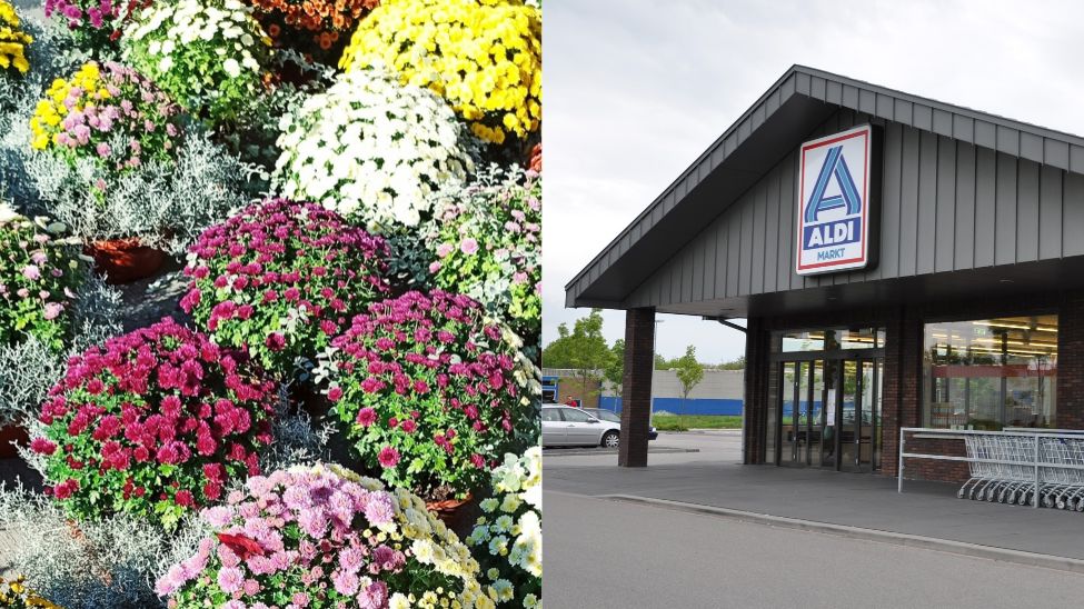 Promocje w Aldi w sobotę 31 października