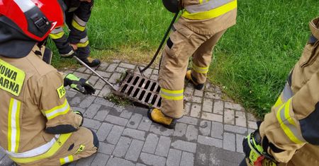 Lublin. Dzięki mieszkańcom i strażakom kawka została uwolniona