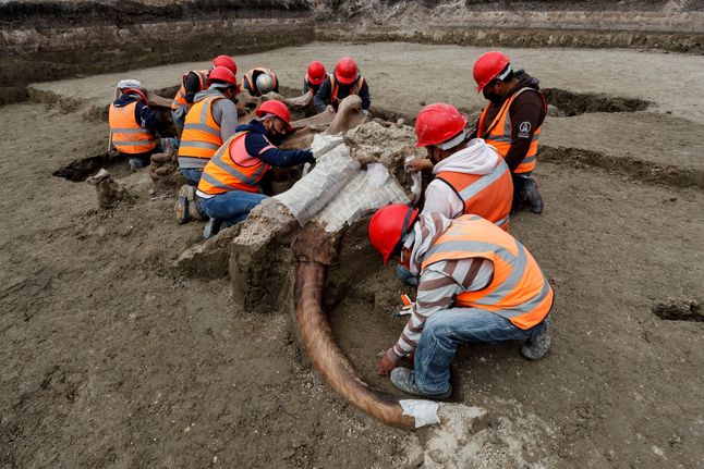 Oprócz mamutów badacze znaleźli też szczątki innych zwierząt.