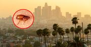 Alarm w Los Angeles. Rośnie liczba zakażeń chorobą przenoszoną przez pchły