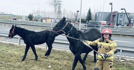 2-kilometrowy korek na S8. Przewróciła się przyczepa z końmi