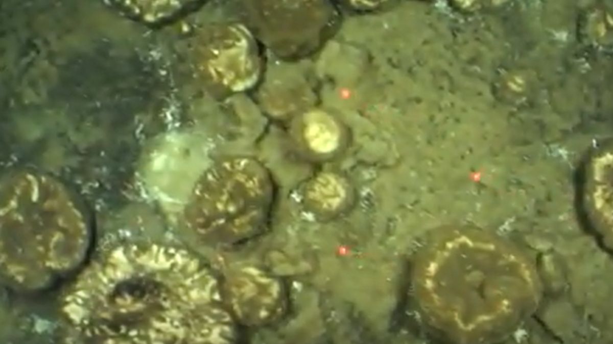 Gąbki w Oceanie Arktycznym najstarszymi organizamami a świecie?