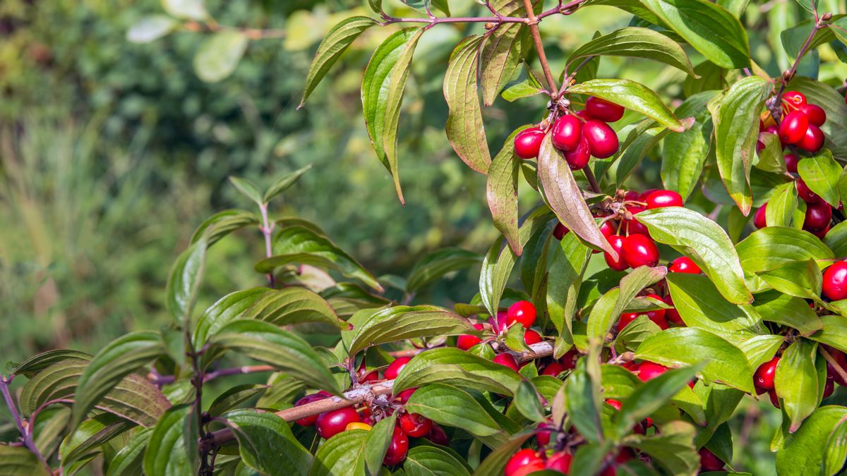 Tępiono go w czasach PRL-u, dziś przeżywa prawdziwy renesans.