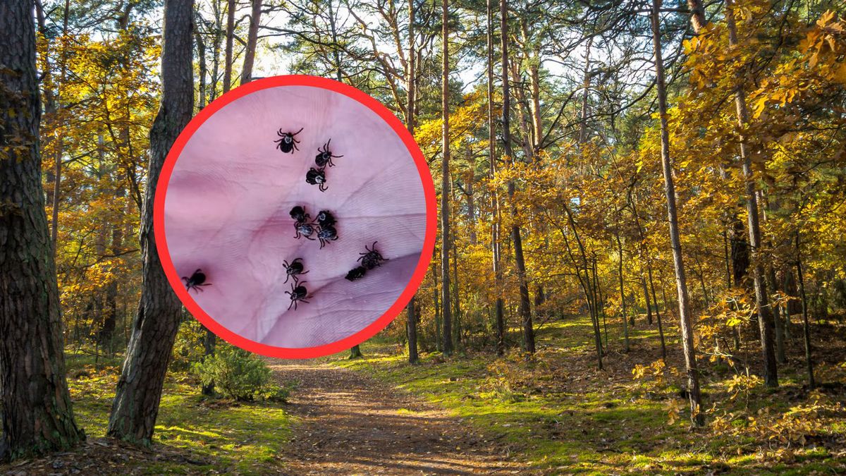 Kleszcze w lasach są mimo przymrozków
