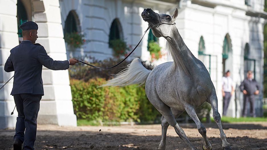 W 2018 roku Stadnina w Janowie przyniosła ponad 3 mln zł strat
