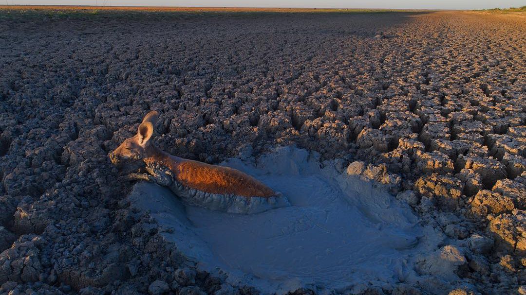 Pozwolił umrzeć zwierzętom zamiast im pomóc. Czy to moralne? 1