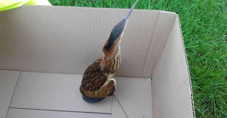 Zagrożony wyginięciem ptak został ranny po zderzeniu z autem. Strażnicy miejscy ruszyli z pomocą
