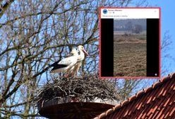 Bociany. Pierwsze osobniki przyleciały do Polski. "Może to koniec zimy?"