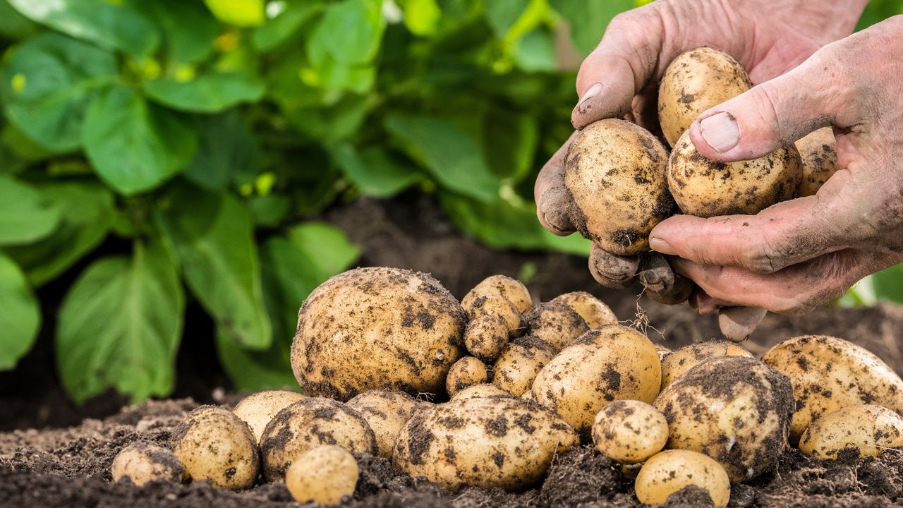 Pije codziennie sok z ziemniaków. Youtuber poleca miksturę (WIDEO)