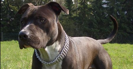 Amstaff rzucił się na 14-latkę. Policja zabiera głos