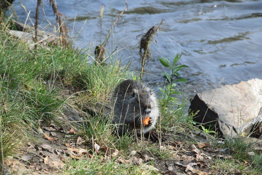 Odłowione w Rybniku nutrie trafiły do dwóch legalnie działających ośrodków w mieście