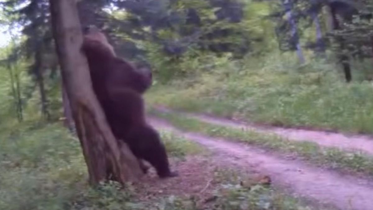 Niedźwiedź nagrany w lesie