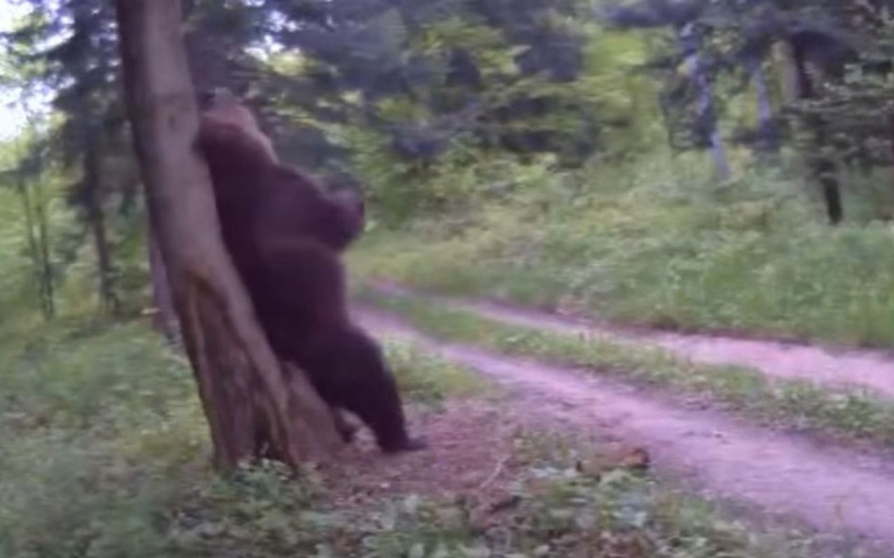 Leśnicy pokazali nagranie. "Zaczęło się". Oto co robił niedźwiedź