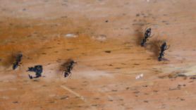 3 sposoby na pozbycie się mrówek, powinna je znać każda mama (WIDEO)