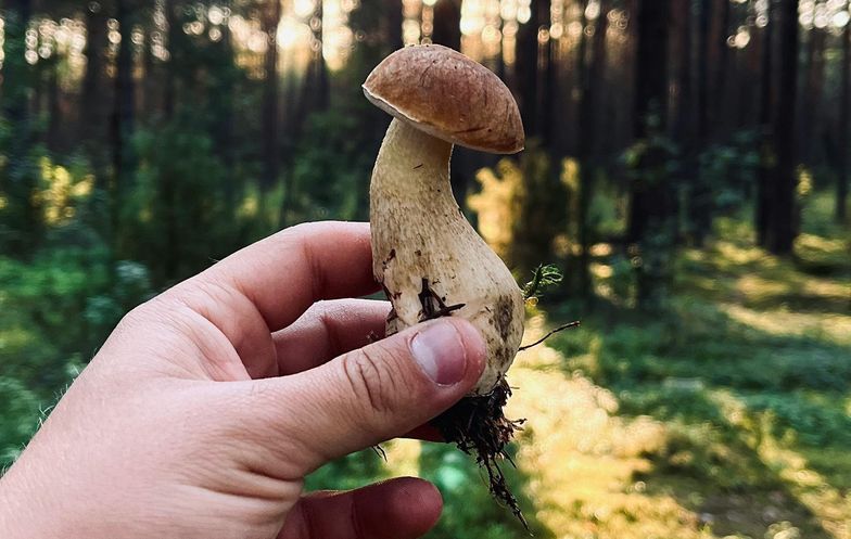 Kiedy wysyp grzybów w lasach? Eksperci wskazują datę