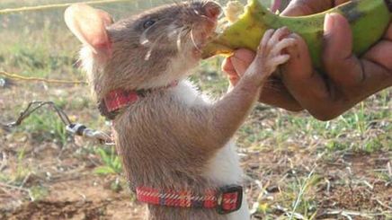 Ogłoszenie o pracę: przyjmę doświadczonego szczura-sapera 1