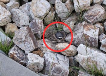 Wśród kamieni trudno ją dostrzec. Leśnicy pokazali mistrzynię kamuflażu