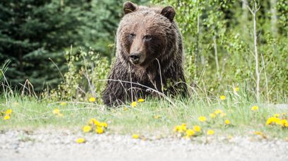 Powstanie film o niedźwiedziu, który zjadł 30 kg kokainy