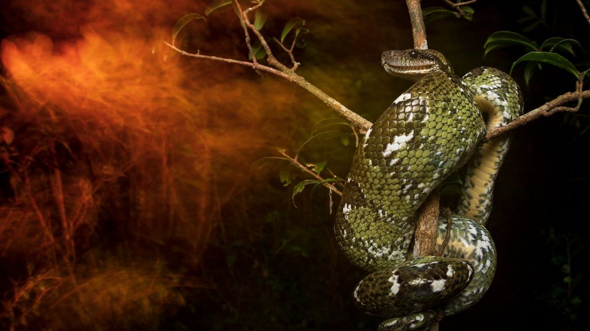 Zwycięskie zdjęcie w konkursie British Ecological Society pokazuje zależność zwierząt od ludzi 1