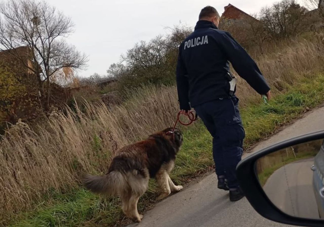 Trzebnica: Pies bronił pijanego właściciela. Pomógł spryt policjanta