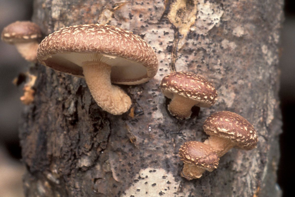 Grzyby shiitake można jeść po obróbce, a także na surowo