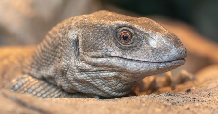 "Godzilla" na tarasie. Wideo z USA podbija sieć
