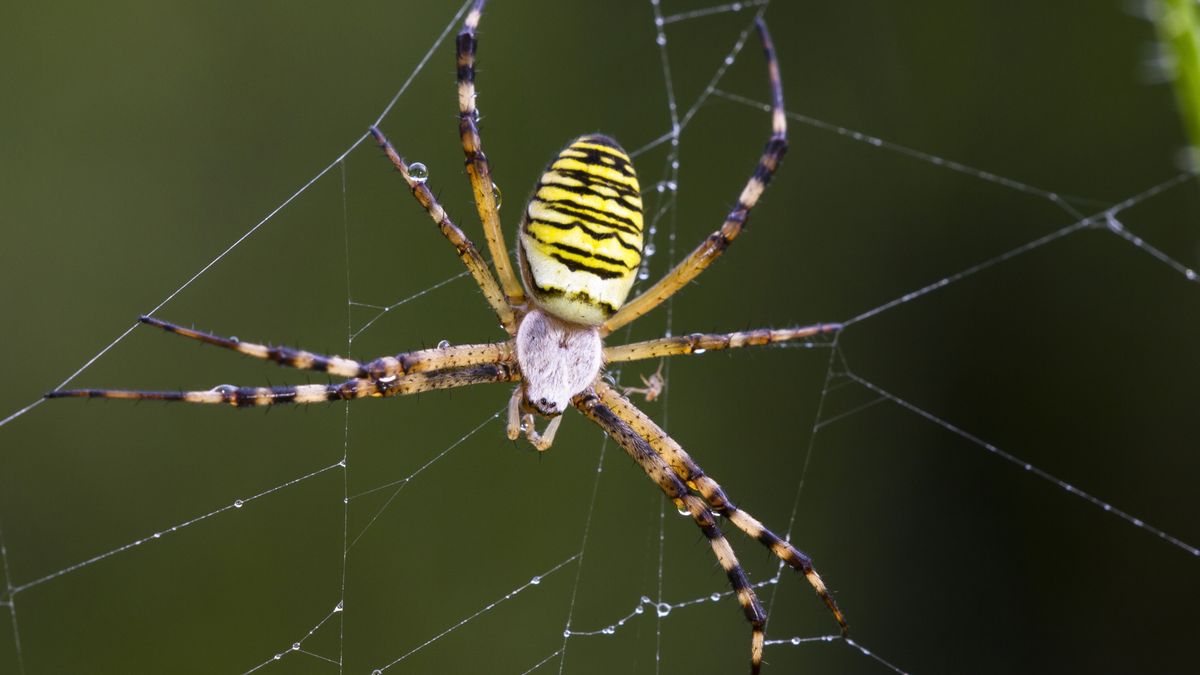 Angielska nazwa wasp spider oznacza "pająka osę".