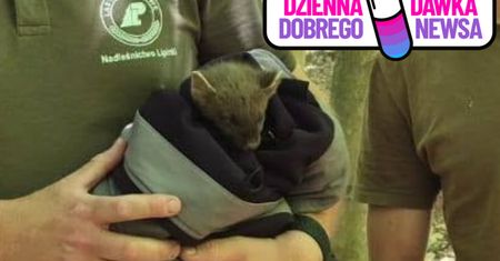 Spacer zamienił się w akcję ratunkową. Kobieta uratowała ranną kunę