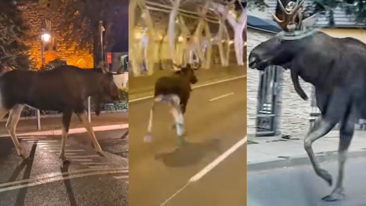 Łosie coraz częściej widywane są na terenach dużych miast.