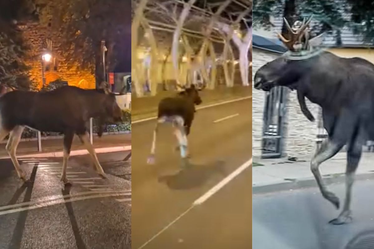 Łosie wychodzą do miast. Coraz więcej ginie w męczarniach