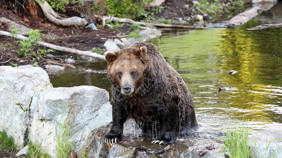 Niedźwiedź grizzly (zdjęcie ilustracyjne)
